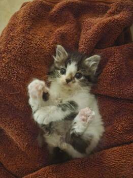 Domestic Long Hair Cats Available for Adoption in West Peoria, Illinois - Chip S. | PetCurious