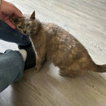 Domestic Short Hair Cats Available for Adoption in Evensville, Tennessee - Cammie | PetCurious