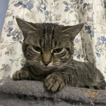 Domestic Medium Hair Cats Available for Adoption in Philadelphia, Pennsylvania - Blossom | PetCurious