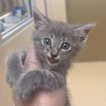 Sheera -  Domestic Short Hair Cat for Adoption in Winston-salem, North Carolina - Sheera | PetCurious
