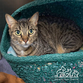 Rescue Domestic Short Hair Cats for Adoption in Irvine, California - WANDA | PetCurious