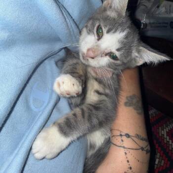 Explorer -  Domestic Short Hair Cat for Adoption in Ringtown, Pennsylvania - Explorer | PetCurious