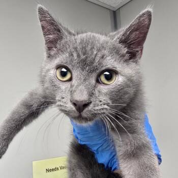Pepsi -  Domestic Short Hair Cat for Adoption in Concord, North Carolina - Pepsi | PetCurious
