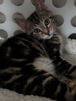 Johnny -  Domestic Short Hair Cat for Adoption in Sherwood, Oregon - Johnny | PetCurious