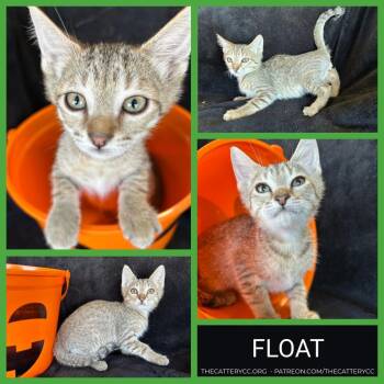 Float -  Domestic Short Hair Cat for Adoption in Corpus Christi, Texas - Float | PetCurious
