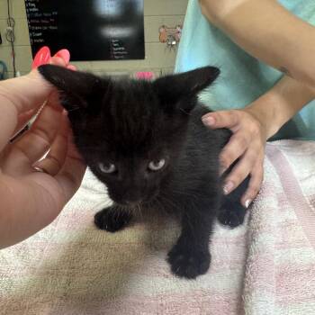 Clay -  Domestic Short Hair Cat for Adoption in Columbus, North Carolina - Clay | PetCurious