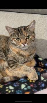 Rescue Domestic Short Hair Cats for Adoption in Port Washington, Wisconsin - Hazel | PetCurious
