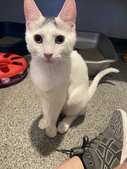 Toupee -  Domestic Short Hair Cat Available for Adoption in Lincoln, Nebraska - Toupee | PetCurious