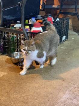 Domestic Short Hair Cats Available for Adoption in Auburn, Indiana - Ginger | PetCurious
