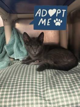 Branch -  Domestic Short Hair Cat for Adoption in Lowell, Massachusetts - Branch | PetCurious