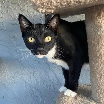Rescue Domestic Short Hair Cats for Adoption in Morgan Hill, California - Sal | PetCurious