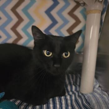 Kevin *Bonded with Tiny* -  Domestic Short Hair Cat for Adoption in Kennebunk, Maine - Kevin *Bonded With Tiny* | PetCurious