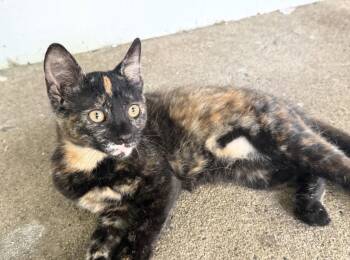 Wenny aka Wednesday -  Domestic Short Hair Cat for Adoption in Philadelphia, Pennsylvania - Wenny Aka Wednesday | PetCurious