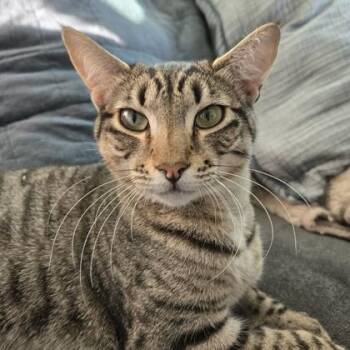 Domestic Short Hair Cats Available for Adoption - George | PetCurious