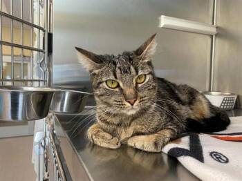 SEABIRD -  Domestic Short Hair Cat for Adoption in Tustin, California - SEABIRD | PetCurious