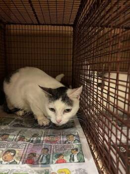 Muffin -  Domestic Short Hair Cat for Adoption in Austin, Texas - Muffin | PetCurious