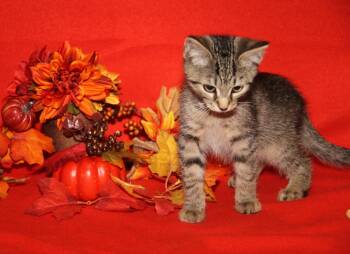 Rescue Tabby and Domestic Short Hair Cats for Adoption in Marietta, Ohio - Funfetti (Cupcake