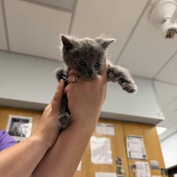 Teton -  Domestic Short Hair Cat for Adoption in Durango, Colorado - Teton | PetCurious
