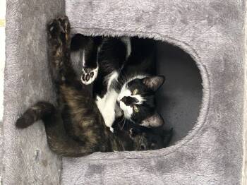 Rescue Domestic Short Hair Cats for Adoption in Los Angeles, California - Granada & Verona (bonded Sisters) | PetCurious