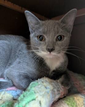 Rescue American Shorthair Cats for Adoption in Frederick, Maryland - Miss Kitty | PetCurious