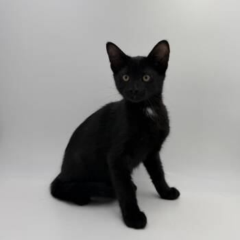 Nebula -  Domestic Short Hair Cat for Adoption in State College, Pennsylvania - Nebula | PetCurious