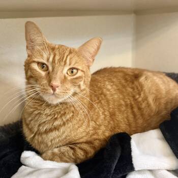 Carter -  Domestic Short Hair Cat for Adoption in Eatontown, New Jersey - Carter | PetCurious