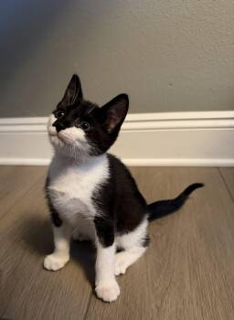 Smudge -  Domestic Short Hair Cat for Adoption in Ephrata, Washington - Smudge | PetCurious