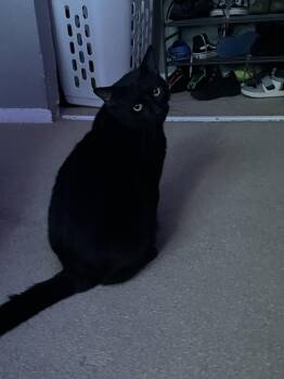 Domestic Short Hair Cats Available for Adoption - Ashford | PetCurious