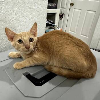 Domestic Short Hair Cats Available for Adoption in Quail Heights, Florida - Cancun | PetCurious