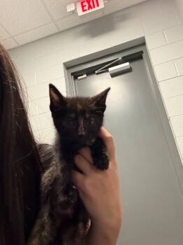Rescue Domestic Short Hair Cats for Adoption in Henderson, North Carolina - BK Kitten 6 | PetCurious