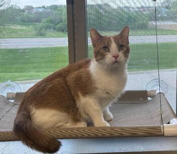 Charlie -  Domestic Short Hair Cat Available for Adoption in Pella, Iowa - Charlie | PetCurious