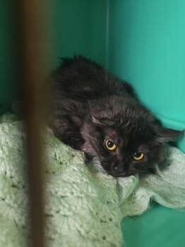 Magnolia -  Domestic Short Hair Cat for Adoption in Pine Grove, Pennsylvania - Magnolia | PetCurious