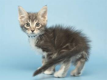 GEORGIE -  Domestic Short Hair Cat for Adoption in Phoenix, Arizona - GEORGIE | PetCurious