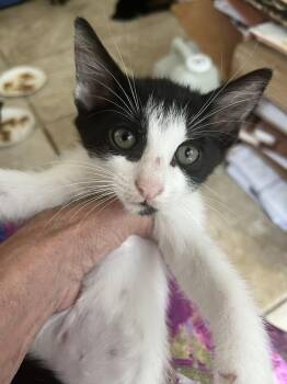 Sutton -  American Shorthair Cat for Adoption in Tampa, Florida - Sutton | PetCurious