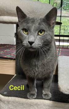 Russian Blue Cats Available for Adoption in Zimmerman, Minnesota - Cecil | PetCurious