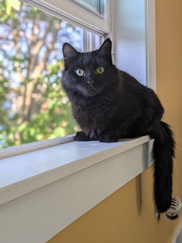 Rescue Domestic Medium Hair Cats for Adoption - Betty | PetCurious