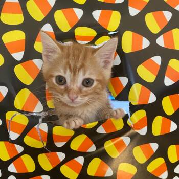 Binder -  Domestic Short Hair Cat for Adoption in Lakewood, California - Binder | PetCurious