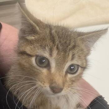 Tahoe (26-6107) -  Domestic Short Hair Cat for Adoption in Fort Smith, Arkansas - Tahoe (26-6107) | PetCurious