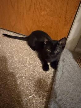Lyra -  Domestic Short Hair Cat for Adoption in Fort Collins, Colorado - Lyra | PetCurious