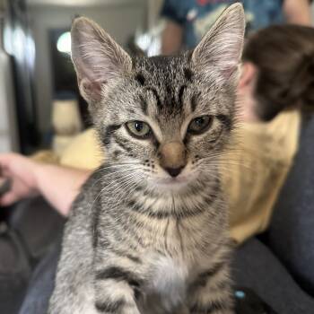 Rescue Domestic Short Hair Cats for Adoption in Austin, Texas - Saffron AH | PetCurious