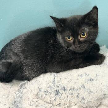 Jalapeno -  Domestic Short Hair Cat for Adoption in Victoria, British Columbia - Jalapeno | PetCurious