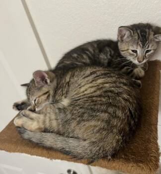 Domestic Short Hair and Tabby Cats Available for Adoption - Latte Valentine | PetCurious
