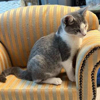 Gecko -  Domestic Short Hair Cat for Adoption in Granville, Ohio - Gecko | PetCurious