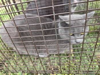 Domestic Short Hair Cats Available for Adoption in Houston, Texas - 2 | PetCurious