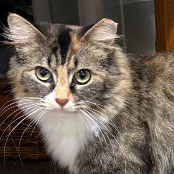 Camilla Star Greenwood -  Domestic Long Hair Cat for Adoption in Merrifield, Virginia - Camilla Star Greenwood | PetCurious