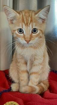 Lisa -  Domestic Short Hair Cat for Adoption in Georgetown, Ohio - Lisa | PetCurious