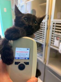 Leo 5 -  Domestic Medium Hair Cat for Adoption in Morgantown, Kentucky - Leo 5 | PetCurious