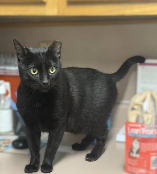 Prince Charming -- MEET ME AT VETERINARY MEDICAL CENTER -  Domestic Short Hair Cat for Adoption in Alpharetta, Georgia - Prince Charming -- MEET ME AT VETERINARY MEDICAL CENTER | PetCurious