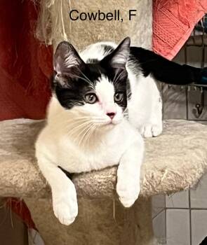 Rescue Domestic Short Hair Cats for Adoption in Tustin, California - Cowbell | PetCurious