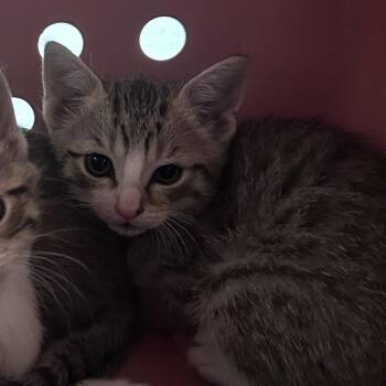 Domestic Short Hair Cats Available for Adoption in Philadelphia, Pennsylvania - Anchovi | PetCurious